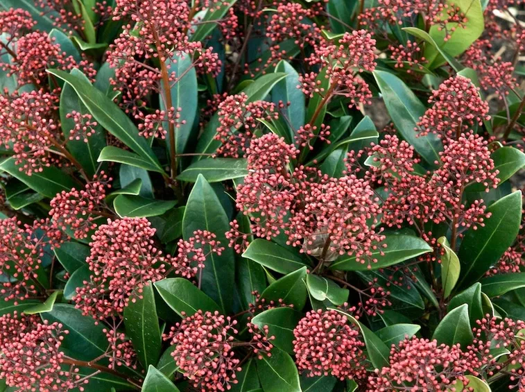 Skimmia japonica