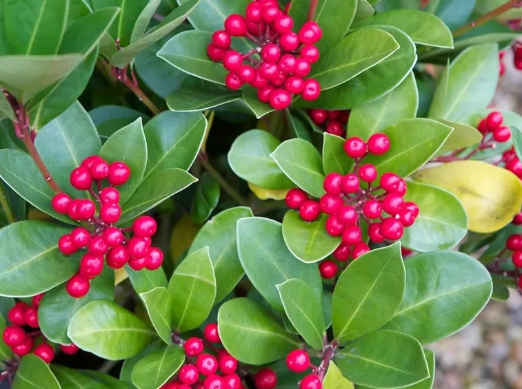 skimmia japonica obsession