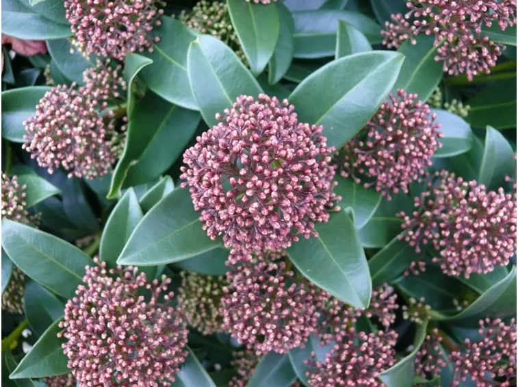 skimmia japonica rubella