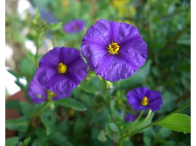 Solanum