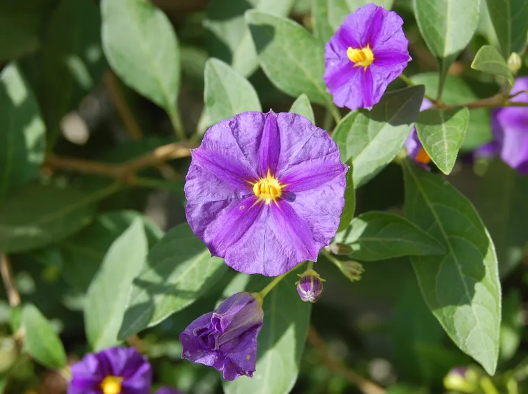 Solanum