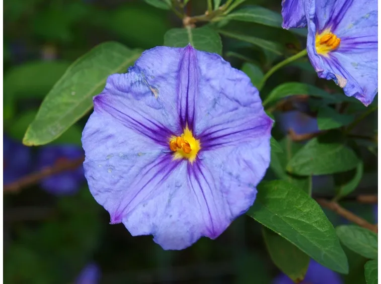 solanum
