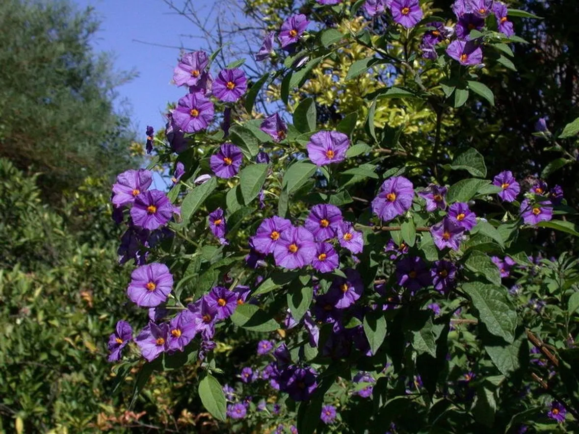 Solanum