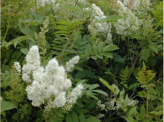 Sorbaria