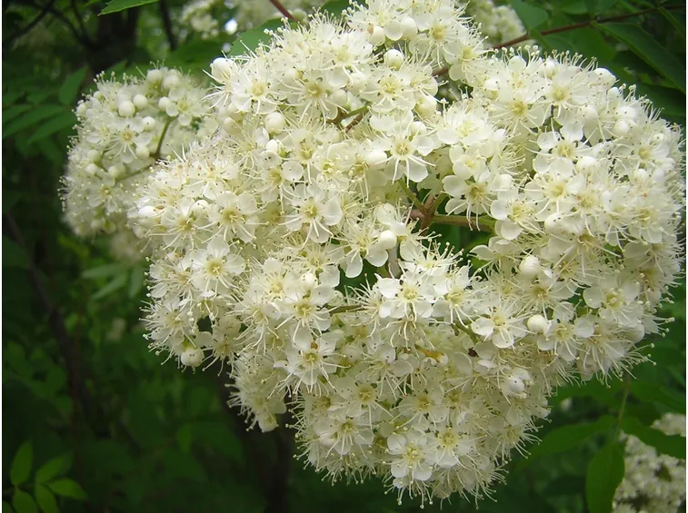 Sorbo fiori