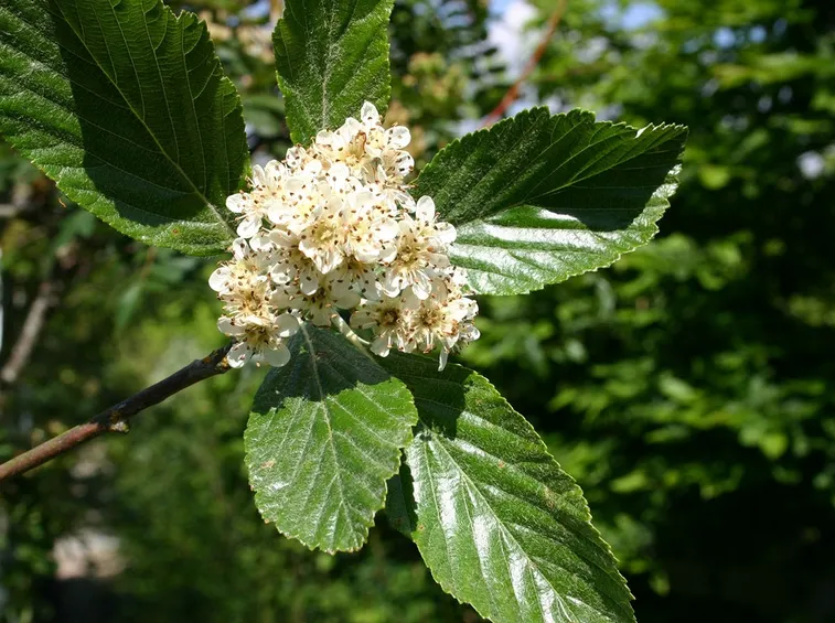 fiori di sorbo