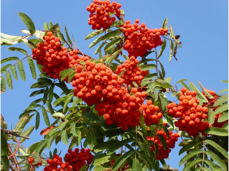 frutti di sorbo