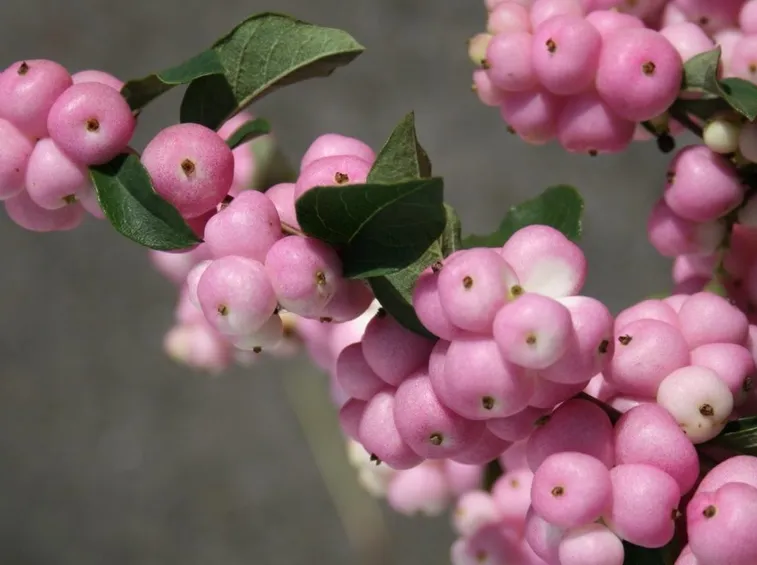 sinforicarpo rosa