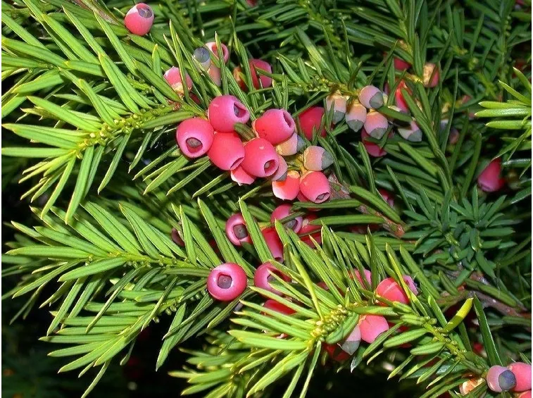 Tasso - albero