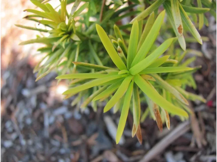 taxus baccata dovostoniana