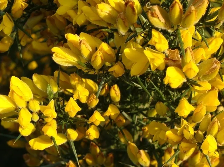 ulex europeus