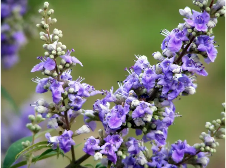Annaffiature vitex