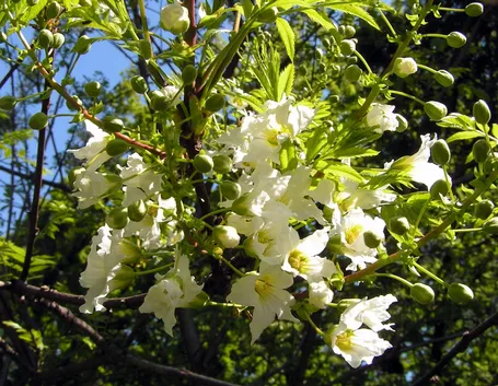 Xantoceras