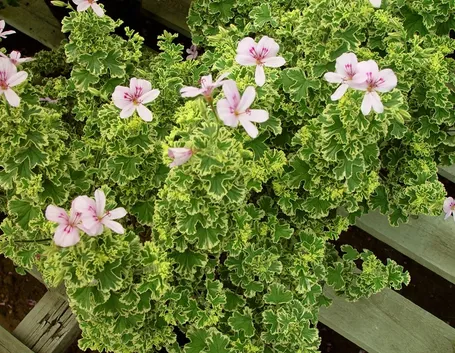 Charmay Snowflurry: Profumo di rosa