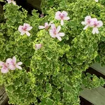 Charmay Snowflurry: Profumo di rosa