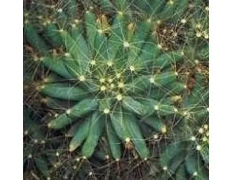 mammillaria