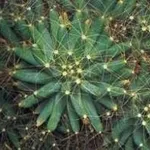 mammillaria