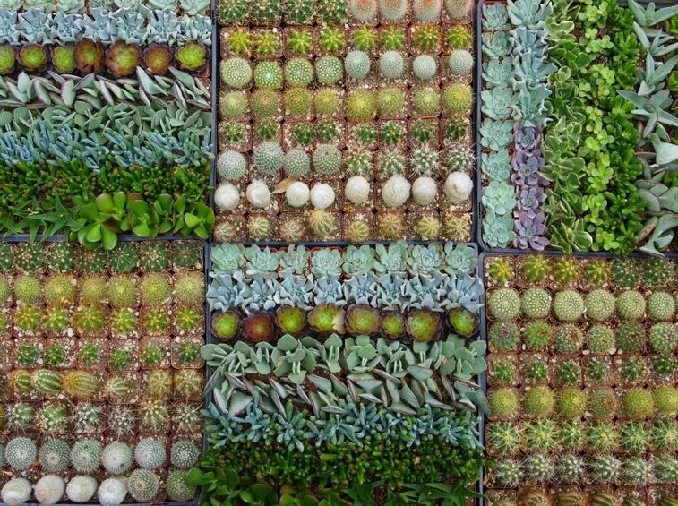 piante grasse