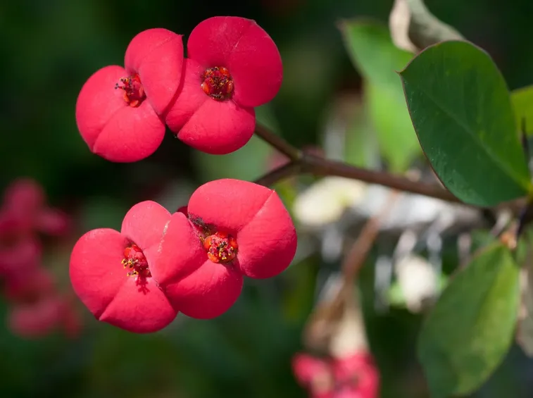 Euphorbia milii 