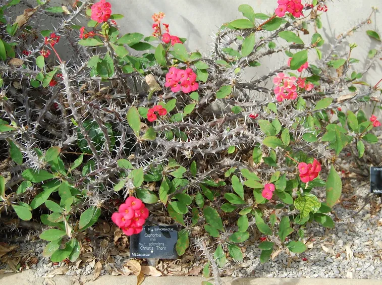 Euphorbia milii 