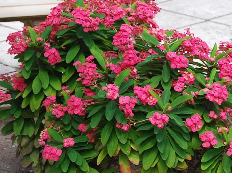 fiori euphorbia