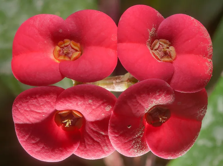 fiori euphorbia