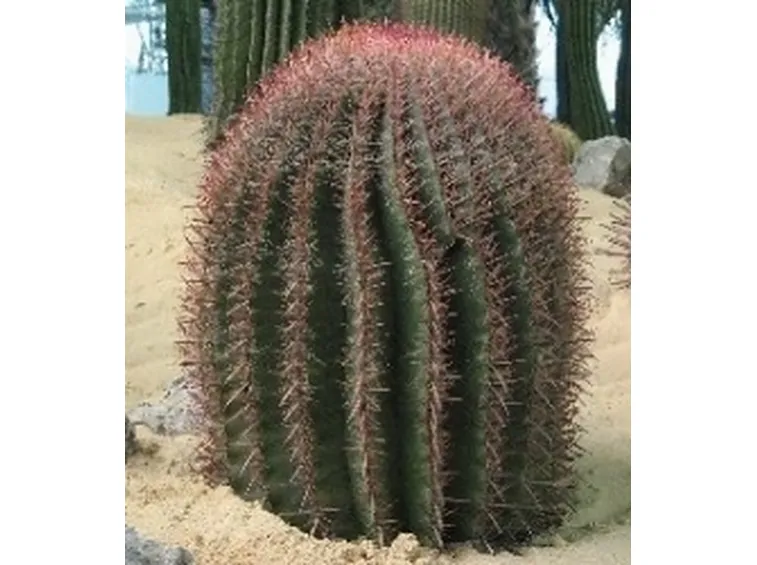 Ferocactus  