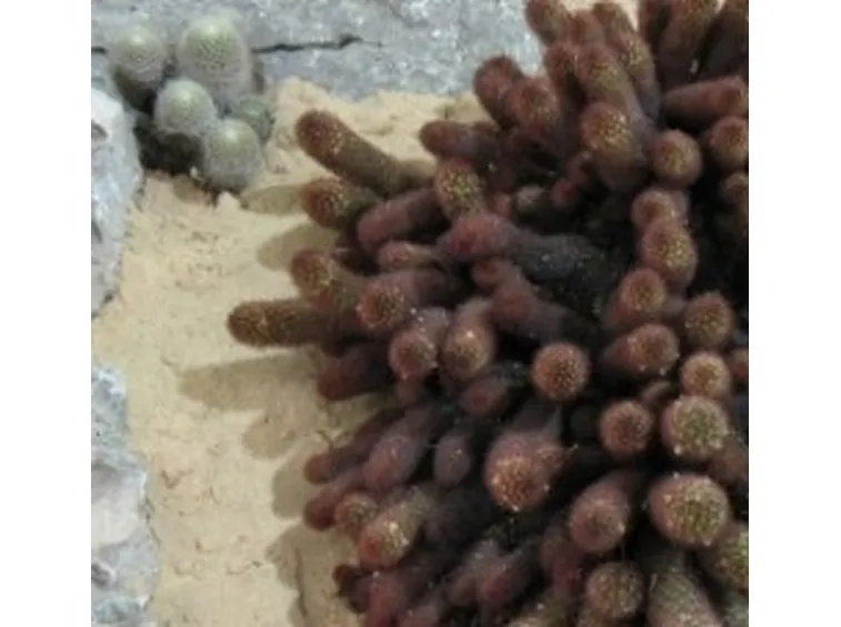 Piante succulente