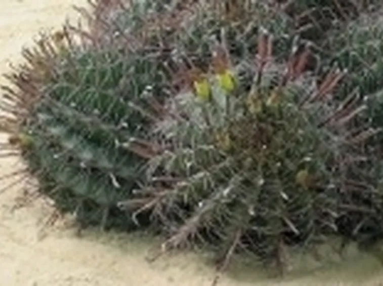 Piante succulente