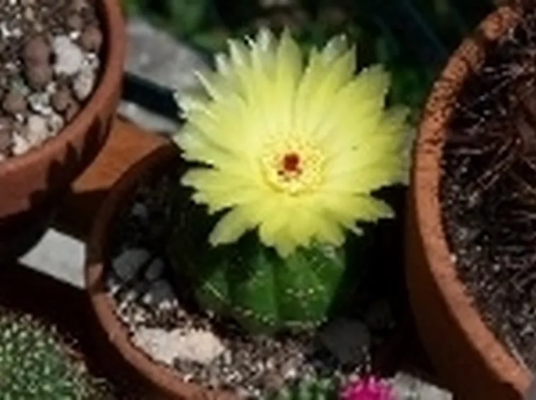 fiori colorati