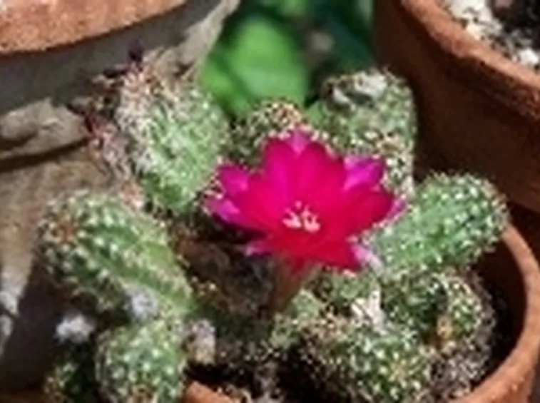 fiori piante grasse