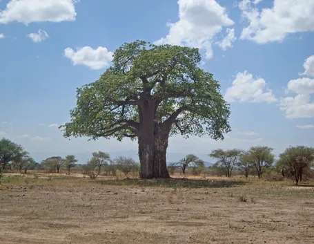 Baobab