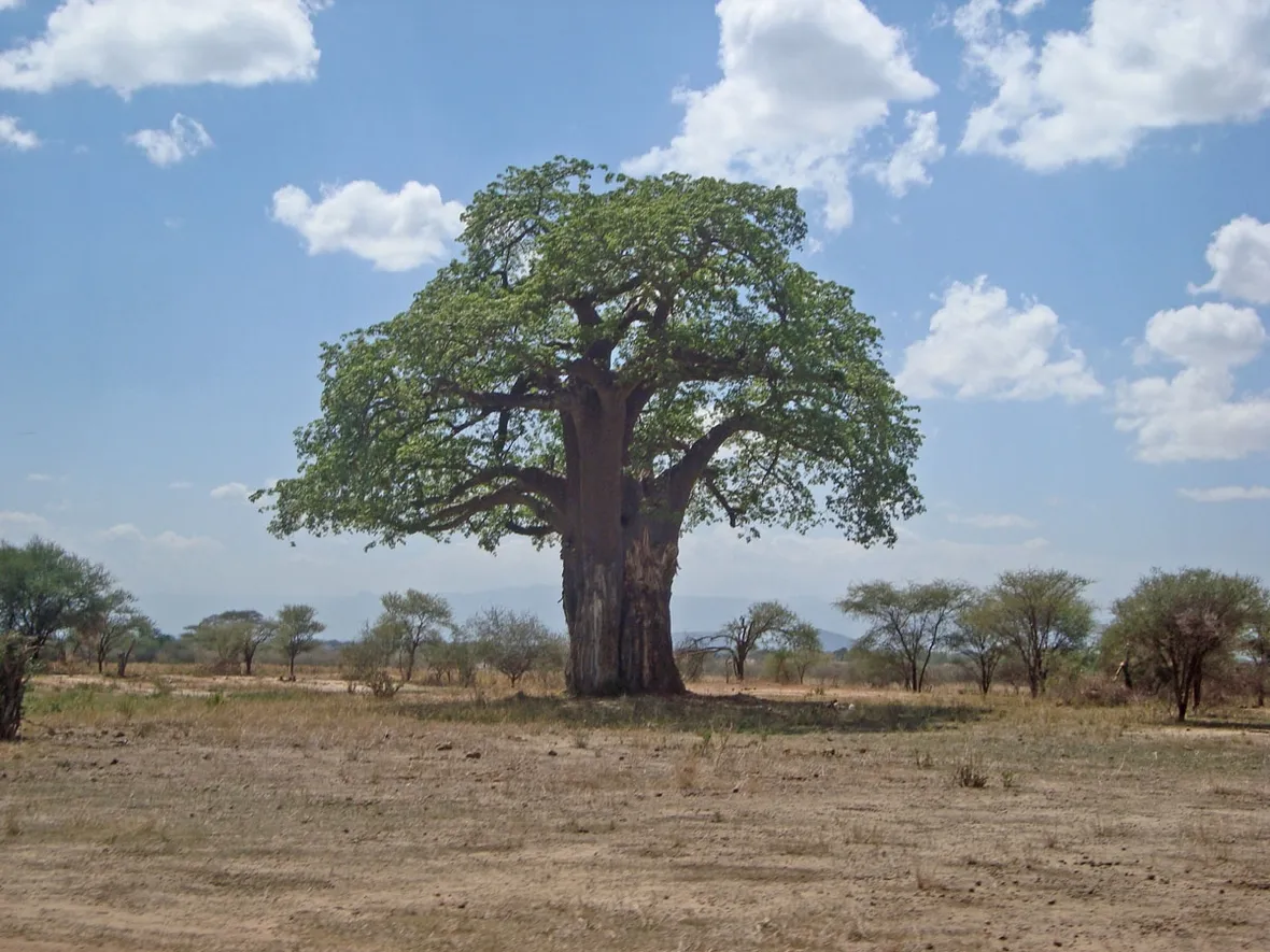 Baobab