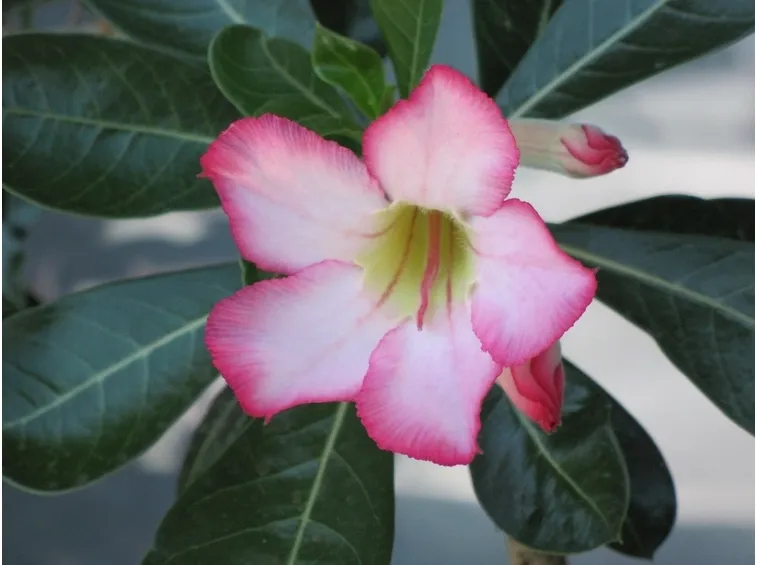 fiori adenium