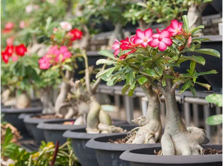 Adenium