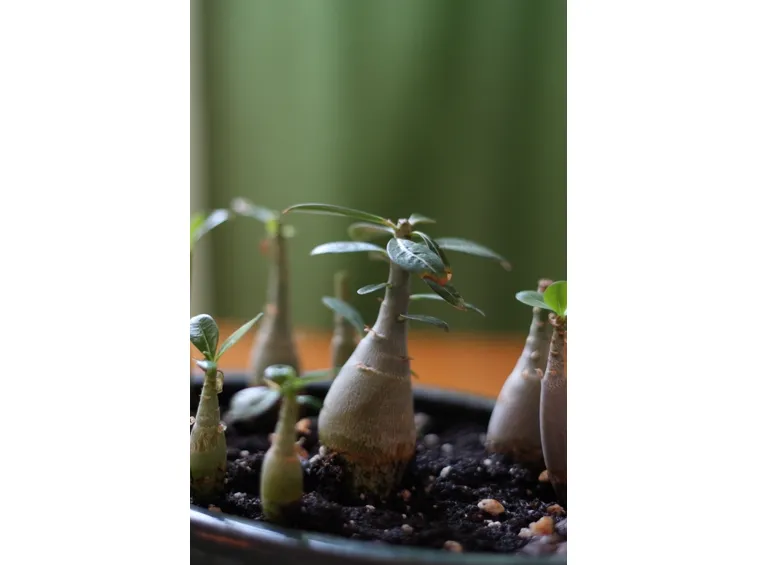pianta di adenium