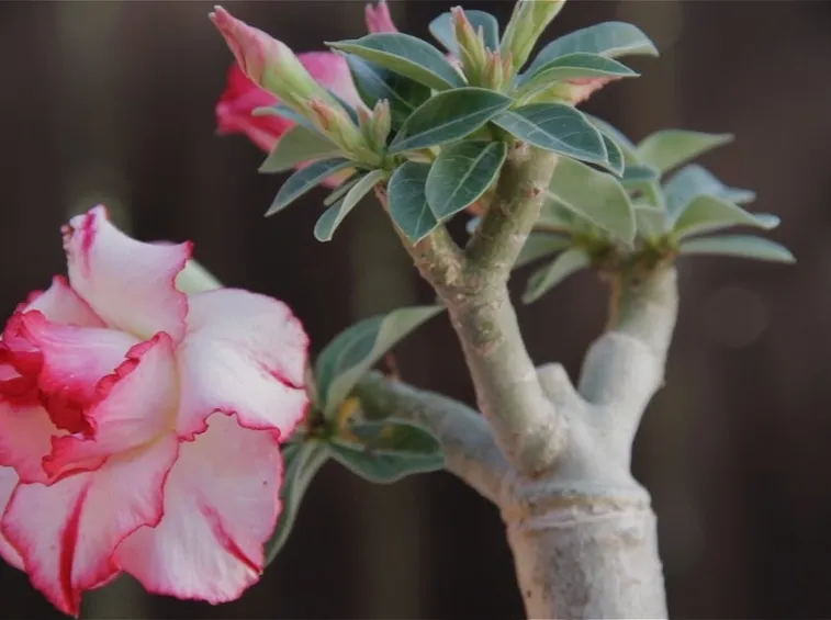 foglia adenium obesum
