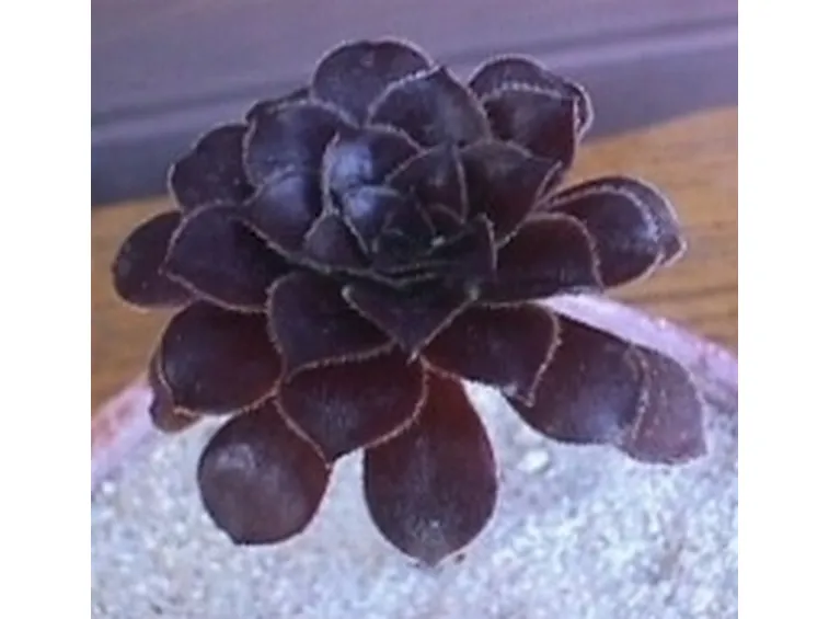 Eonium