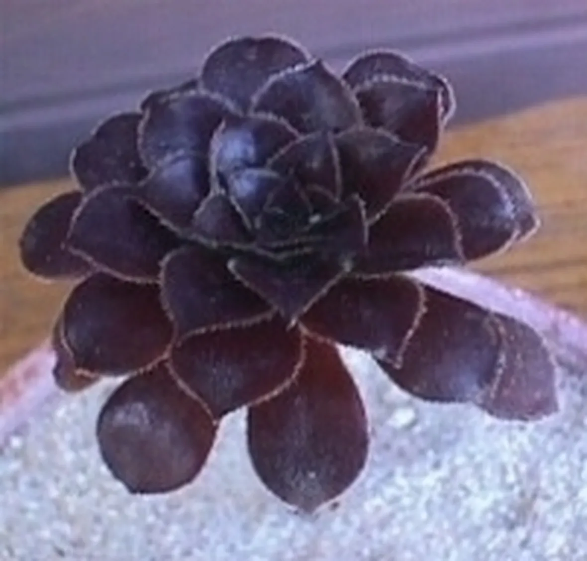 Eonium