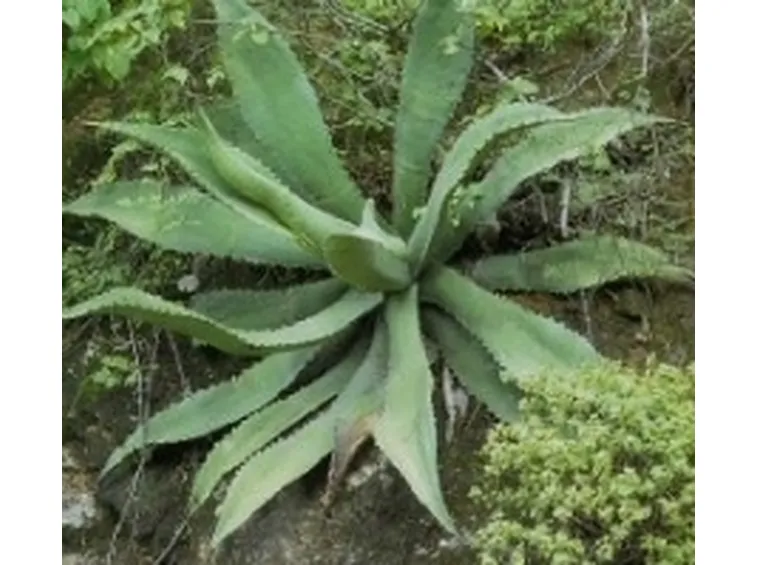 agave