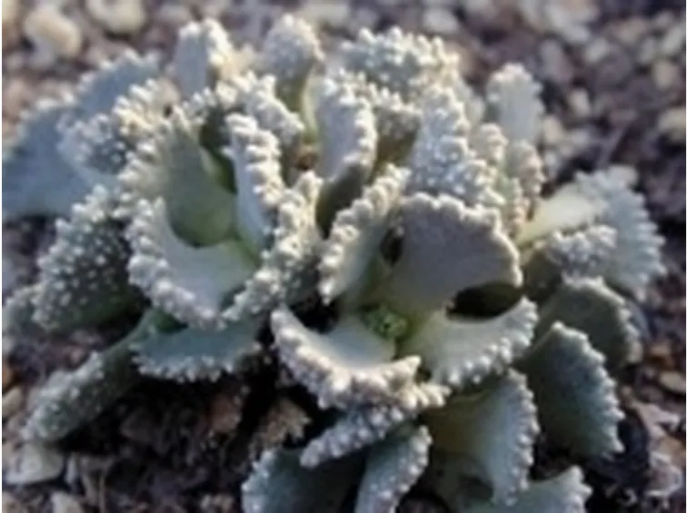 aloinospis