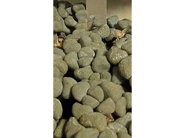 aizoaceae