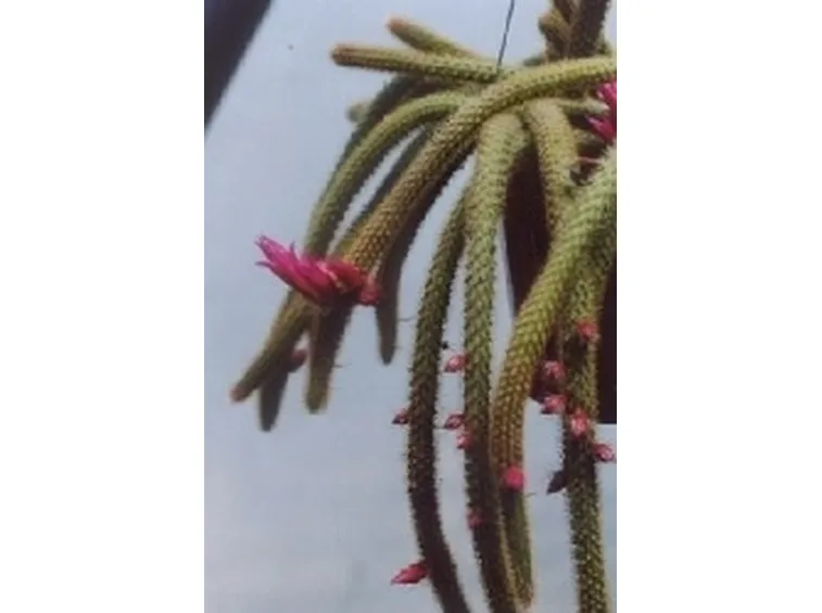 aporocactus flagelliforme
