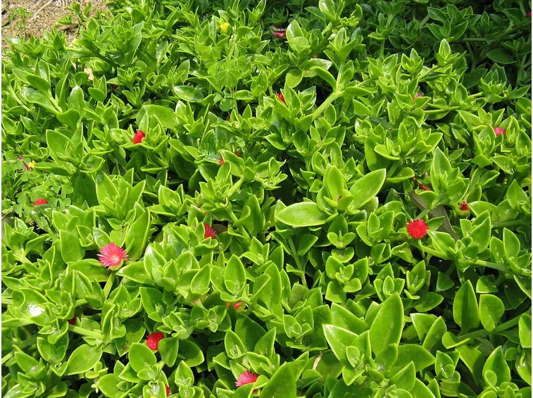 aptenia cordifolia