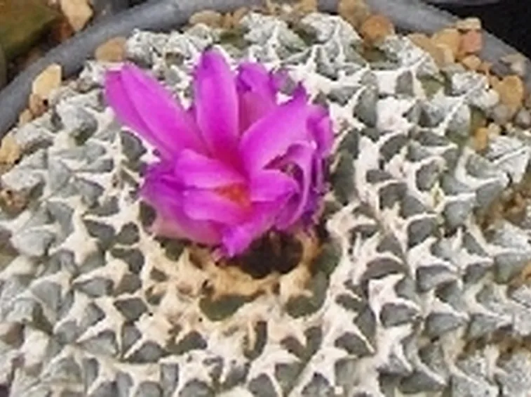 Ariocarpo  