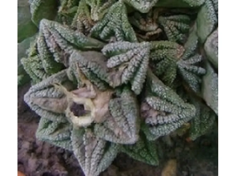 Ariocarpo  