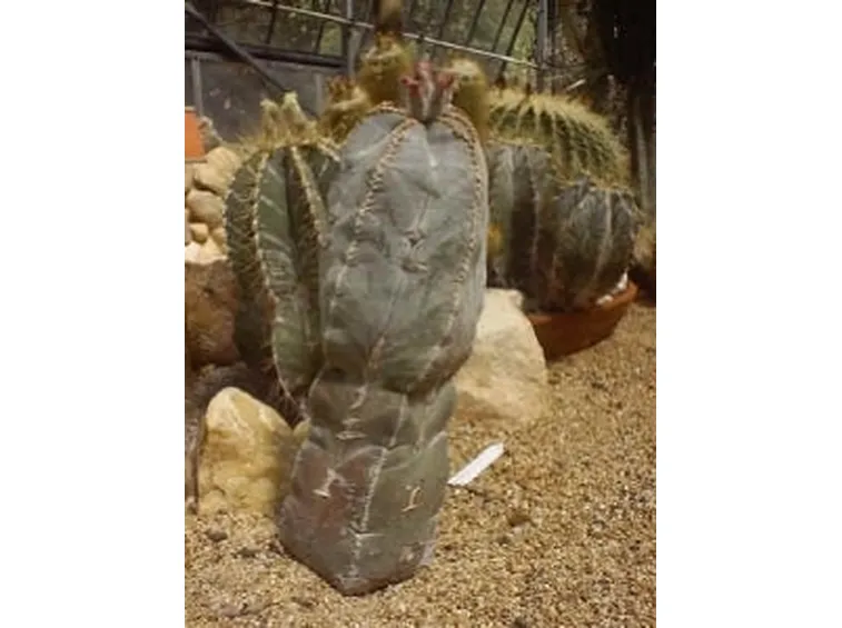 astrophytum myriostigma