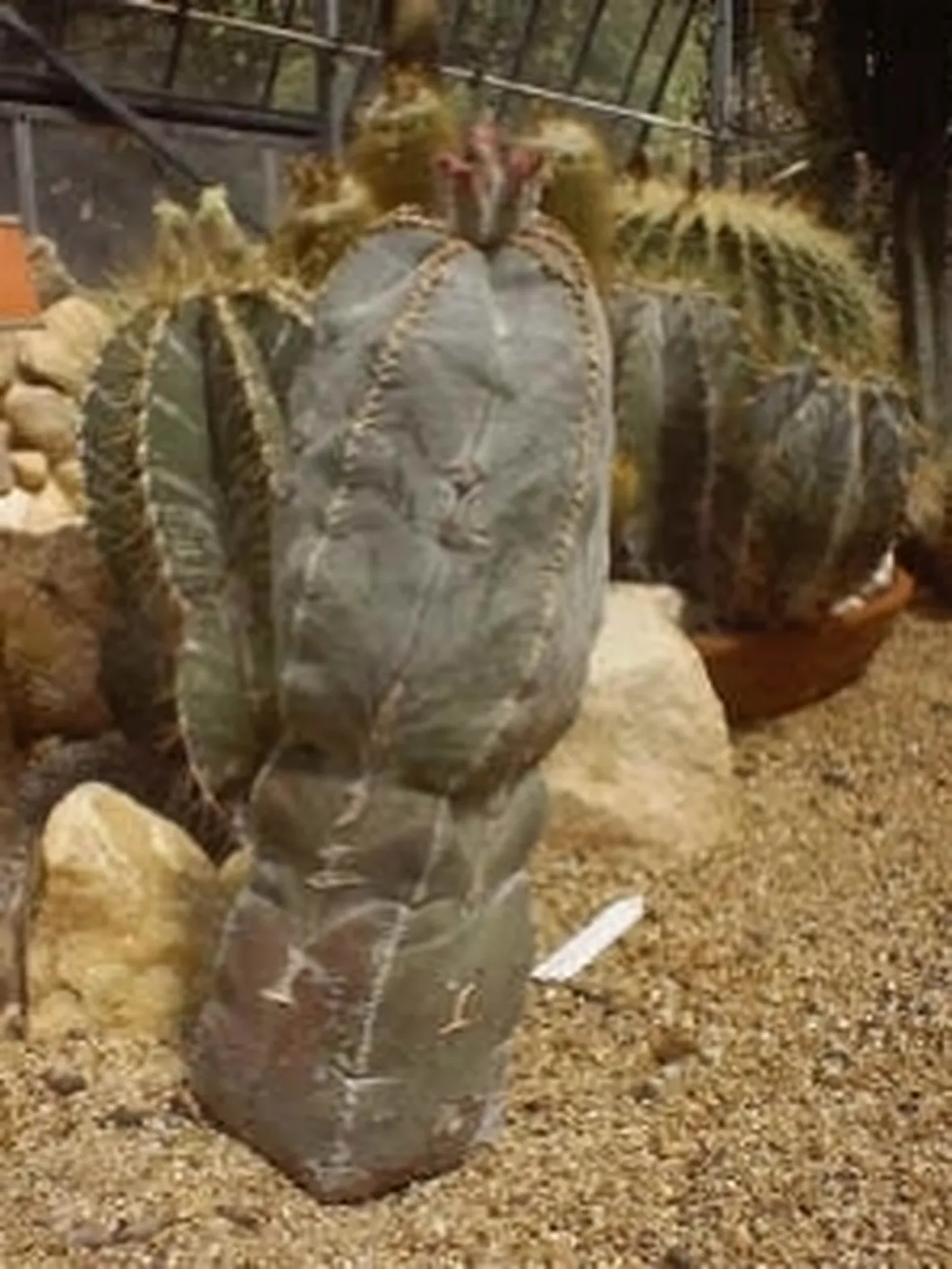astrophytum myriostigma
