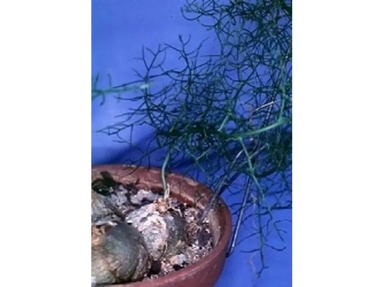 boweia volubilis