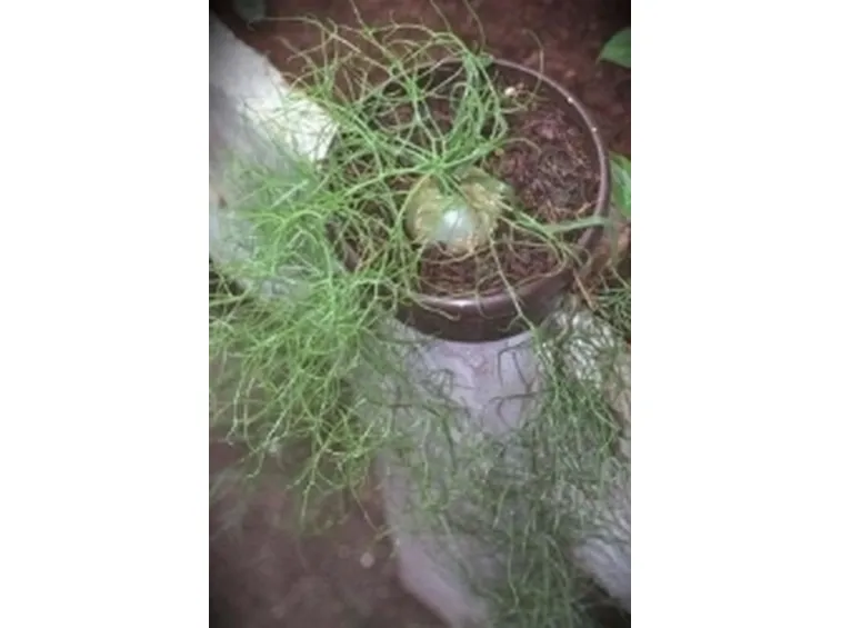 boweia volubilis